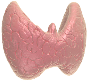 Thyroid consultation